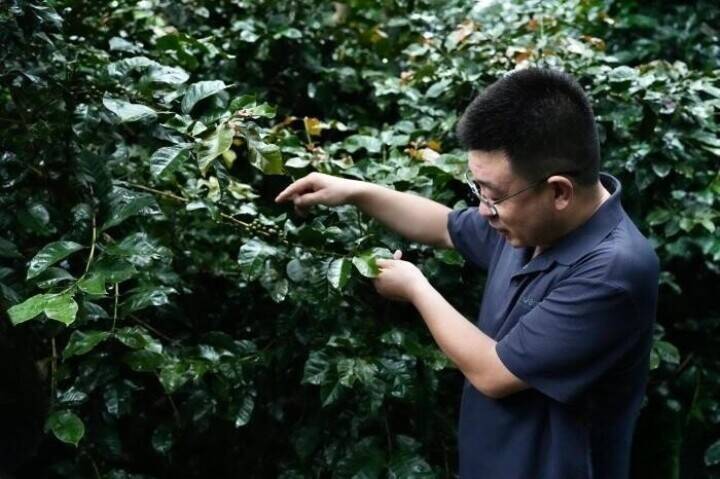 国境の町に根づく中国コーヒーの「半導体工場」、1100点以上の遺伝資源を保存―雲南省