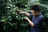 「国境の町に根づく中国コーヒーの「半導体工場」、1100点以上の遺伝資源を保存―雲南省」の画像3