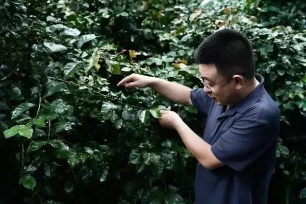 「国境の町に根づく中国コーヒーの「半導体工場」、1100点以上の遺伝資源を保存―雲南省」の画像