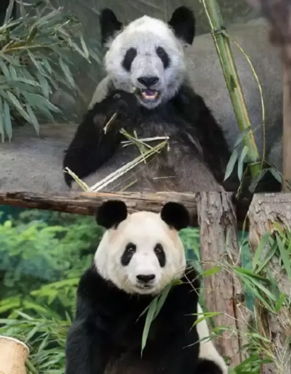 ガリガリに痩せ毛並みもボロボロの状態で中国に帰ったヤーヤー、今や「まったくの別パンダに」