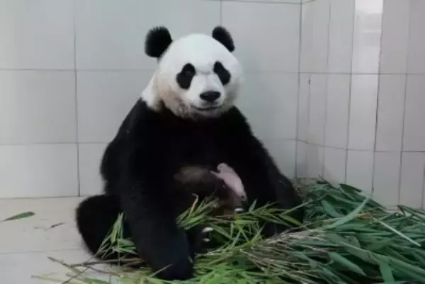 中国ジャイアントパンダ保護研究センター、国内で今年初の赤ちゃん誕生