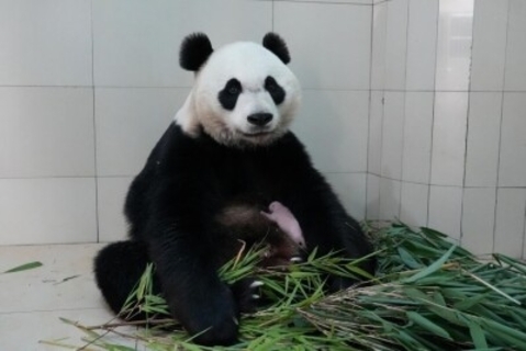 中国ジャイアントパンダ保護研究センター、国内で今年初の赤ちゃん誕生