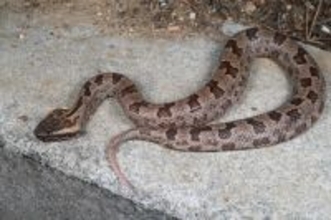 中国の研究者、雲南省でヘビの新種を発見