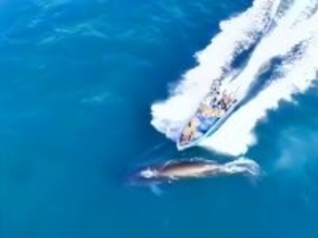 人気クジラが漁船と衝突し負傷、観光ブームの裏で露呈した課題―中国