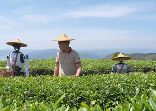 中国製人型ロボットが初めて茶摘みに挑戦