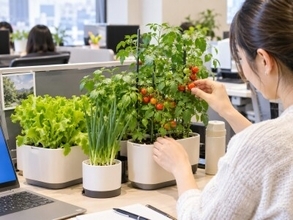デスク菜園が人気、鉢植え野菜が出勤の新たなモチベーションに―中国