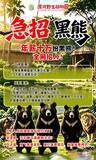 「動物園がクマの着ぐるみ役募集、年収240万円でダラダラできる？「夢の仕事」と話題に―中国」の画像2