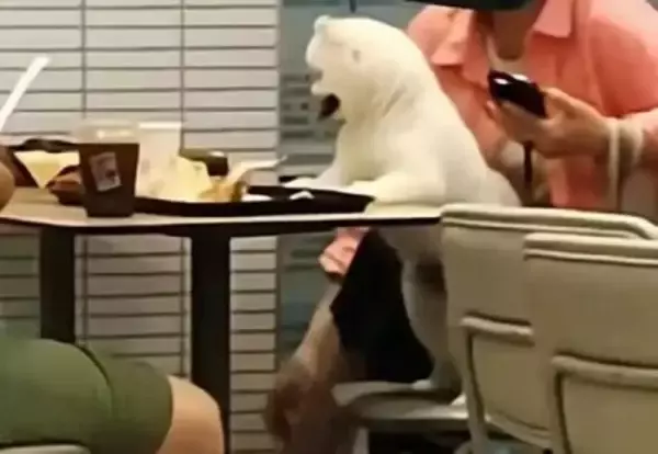 KFCでまた犬が食事テーブルの上に、店舗「全面的に消毒した」―中国
