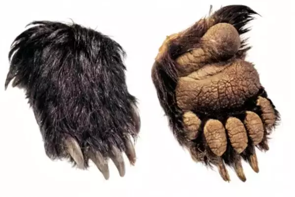 日本で「クマの死骸」問題深刻化、在日中国人社会で「熊掌ブーム」広がる