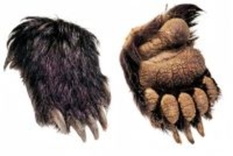 日本で「クマの死骸」問題深刻化、在日中国人社会で「熊掌ブーム」広がる