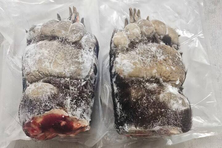 日本で「クマの死骸」問題深刻化、在日中国人社会で「熊掌ブーム」広がる