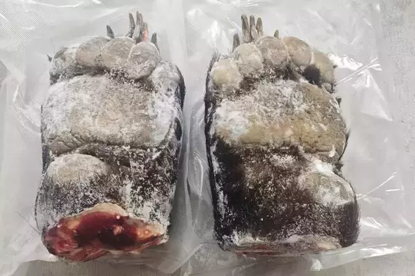 「日本で「クマの死骸」問題深刻化、在日中国人社会で「熊掌ブーム」広がる」の画像