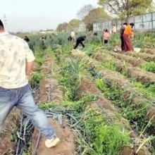 「ネギが無料」とデマ、畑に数百人殺到し次々引き抜く―中国