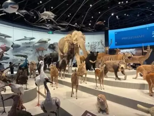 8大展示ホールに標本7461点、華南エリア最大の自然博物館が深センでオープン―中国