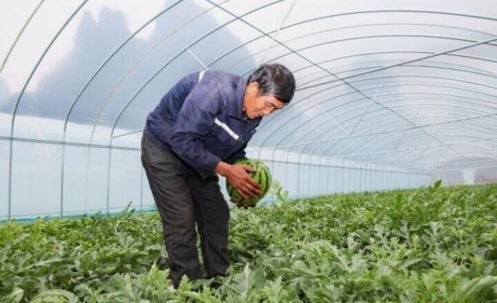 広西・賀州、「オフシーズンスイカ」で春節市場狙う―中国