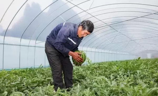 「広西・賀州、「オフシーズンスイカ」で春節市場狙う―中国」の画像