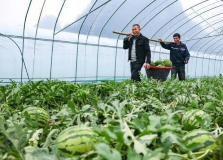 広西・賀州、「オフシーズンスイカ」で春節市場狙う―中国