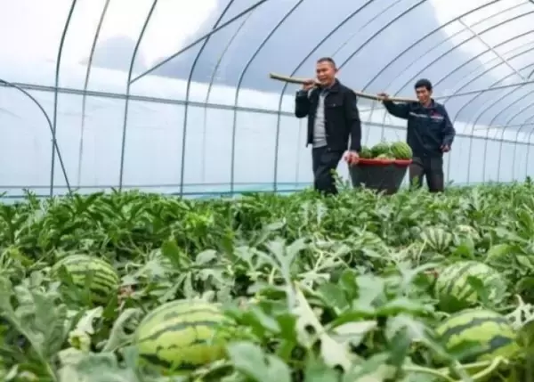 「広西・賀州、「オフシーズンスイカ」で春節市場狙う―中国」の画像