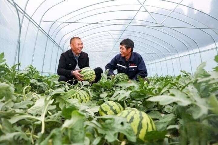 広西・賀州、「オフシーズンスイカ」で春節市場狙う―中国