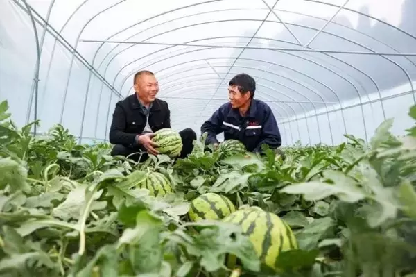 「広西・賀州、「オフシーズンスイカ」で春節市場狙う―中国」の画像