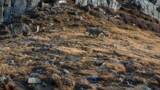 「世界初、ユキヒョウの野生復帰で繁殖と育児を実現―中国」の画像1