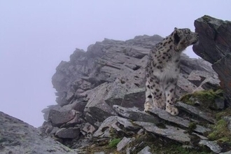 四川省の四姑娘山で再びユキヒョウの撮影に成功―中国