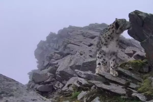 四川省の四姑娘山で再びユキヒョウの撮影に成功―中国