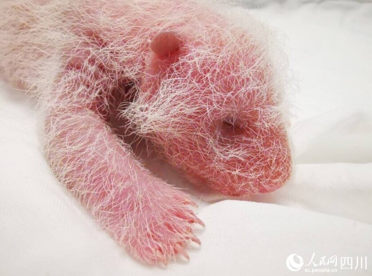 体重270 4グラム 世界で最も重いパンダの赤ちゃん誕生 中国 22年8月18日 エキサイトニュース 体重270 4グラム 世界で最も重いパンダの赤ちゃん誕生 中国 22年8月18日 エキサイトニュース