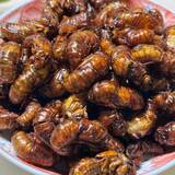 「中国人がセミの幼虫を食用のために乱獲、東京と韓国で問題に＝韓国ネット怒り「横暴」「迷惑」」の画像2