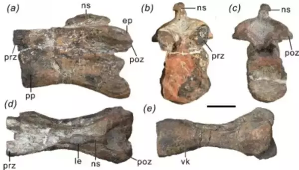雲南省で前期ジュラ紀龍脚形類恐龍の新属種発見―中国