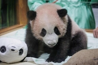 インドネシア生まれの赤ちゃんパンダ「リオ」、健康・発育状態はともに良好