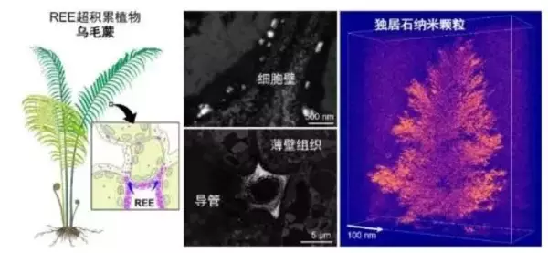中国の研究チーム、シダ植物体内でのレアアース鉱物生成を初確認