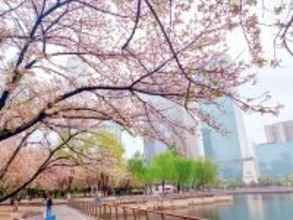 多くの韓国人が桜を見るため武漢に―中国メディア