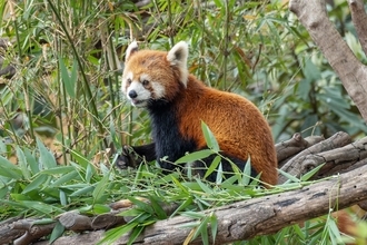 中国の若者に動物園見学が人気