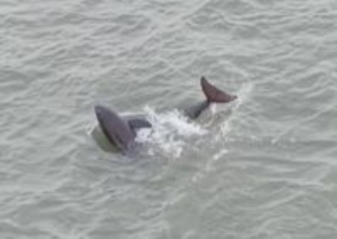 長江スナメリの貴重な映像の撮影に成功―中国