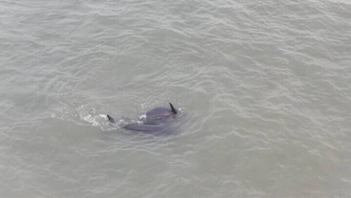 長江スナメリの貴重な映像の撮影に成功―中国