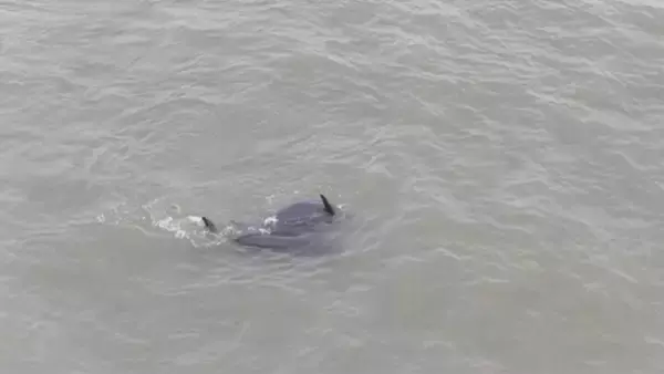 「長江スナメリの貴重な映像の撮影に成功―中国」の画像