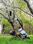 桜の木を倒した女性が見つかる、過ちを認め賠償する意向―中国