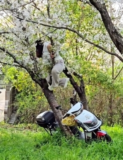 桜の木を倒した女性が見つかる、過ちを認め賠償する意向―中国