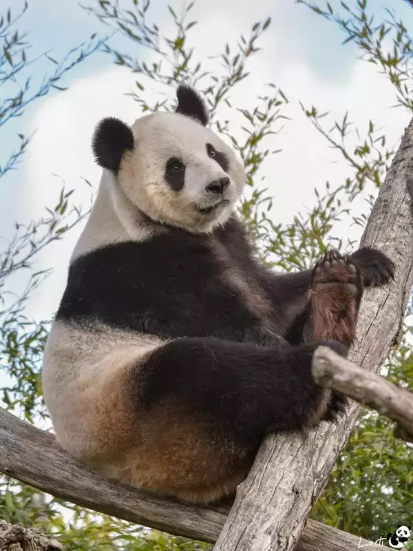 ベルギーで暮らしていたパンダ「ハオハオ」、中国成都に無事到着