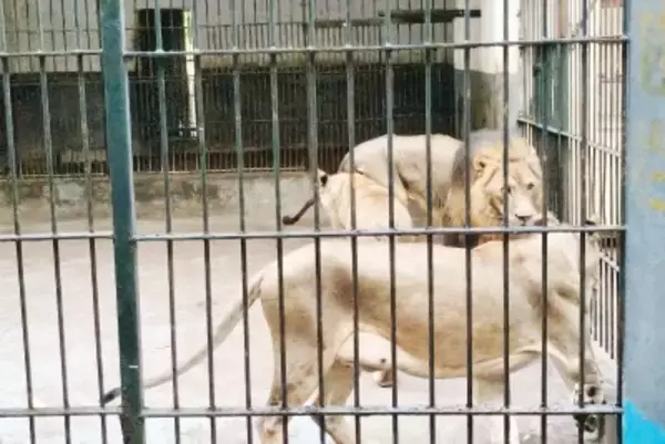 動物園で檻越しにライオンに餌をあげていた少女が襲われる―中国