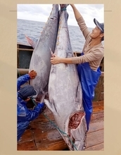 東シナ海で200キロ超の巨大クロマグロ2匹捕獲、中国の漁師興奮「初めて見た」―中国メディア
