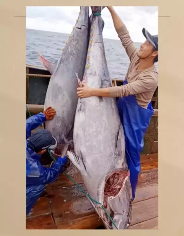 東シナ海で200キロ超の巨大クロマグロ2匹捕獲、中国の漁師興奮「初めて見た」―中国メディア