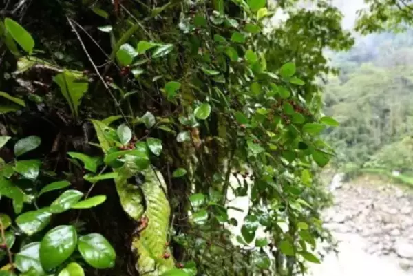 雲南省高黎貢山の独竜江地域で初めて墨脱榕を発見―中国