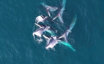 ニタリクジラの群れが沿岸海域に出現―広西チワン族自治区