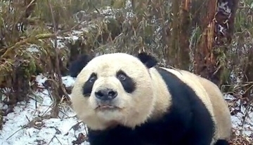 赤外線カメラが野生ジャイアントパンダの姿を捉える―四川省洪雅県