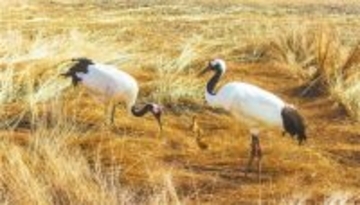 人工繁殖で誕生したタンチョウが野生復帰して繁殖―遼寧省盤錦市