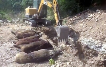 イノシシ被害に対応、ドローンで自動殺処理して搬送も―中国メディア