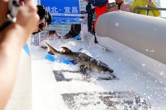 中国、2026年分の大規模放流開始＝国家一級保護のカラチョウザメ