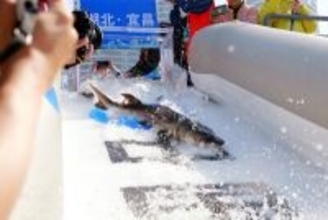中国、2026年分の大規模放流開始＝国家一級保護のカラチョウザメ